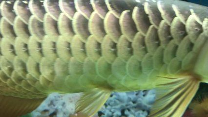 百萬金龍魚視頻在線觀看：關于“百萬金龍魚”視頻在線觀看的相關內容