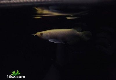 龍魚臥缸的原因：導致龍魚臥缸的原因