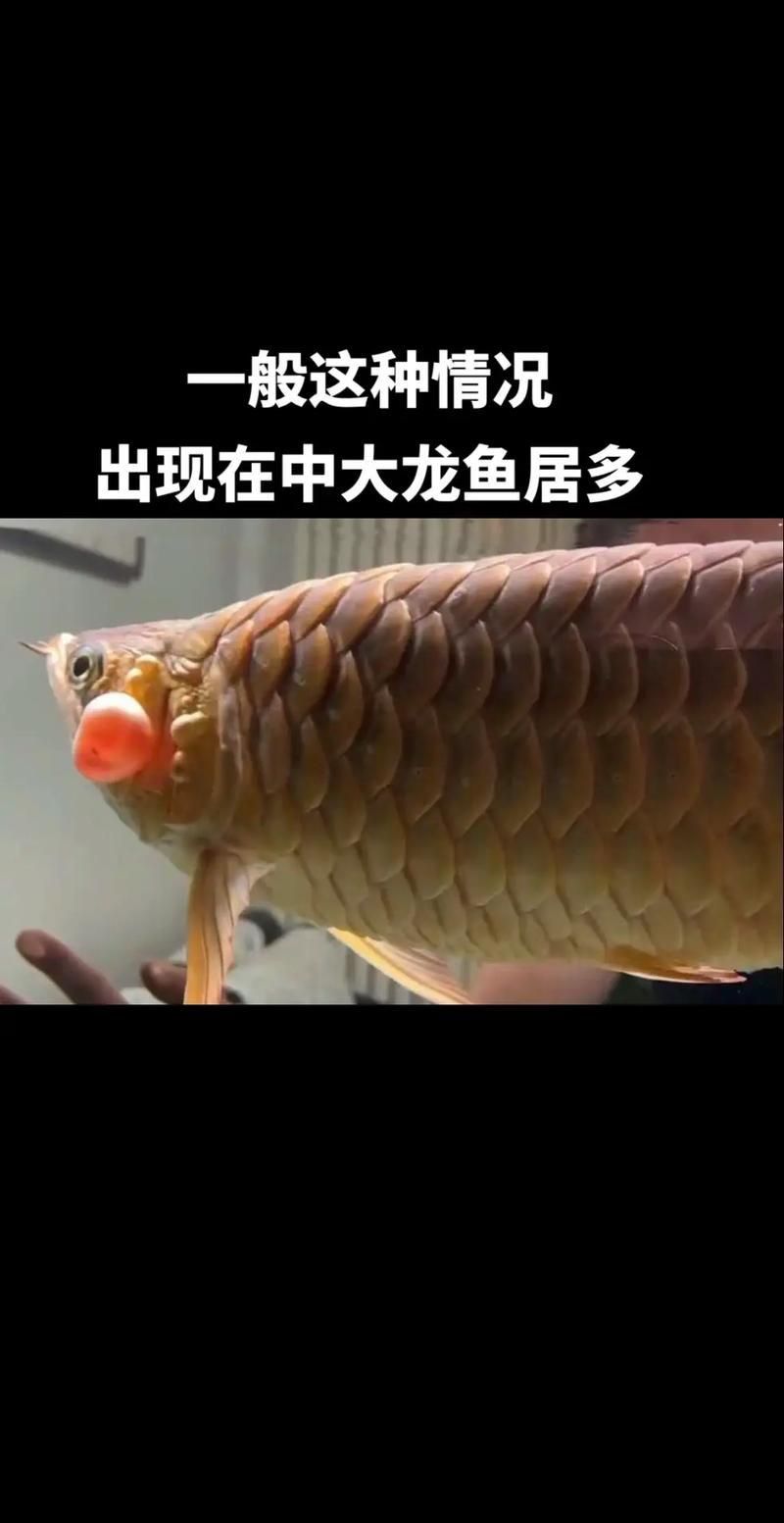 龍魚松鱗最簡單治療方法圖片