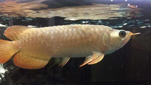 龍魚松鱗最簡單治療方法圖片