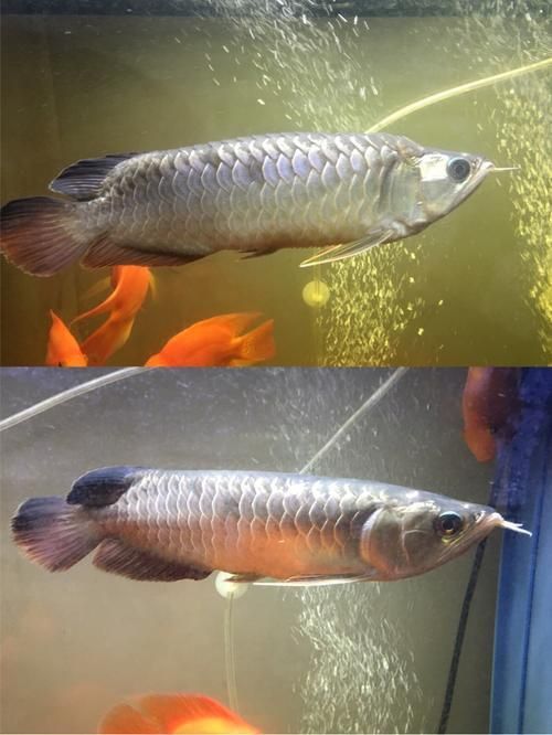 龍魚松鱗最簡單治療方法圖片
