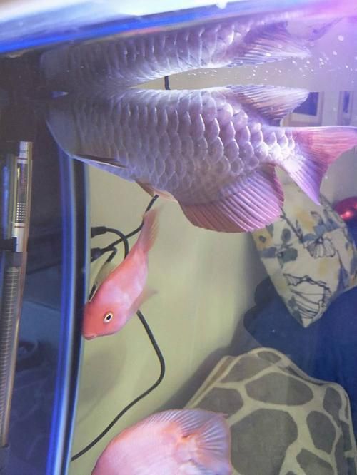 龍魚松鱗最簡單治療方法圖片