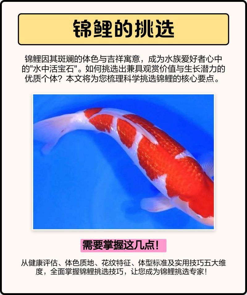 錦鯉一選二選三選要點