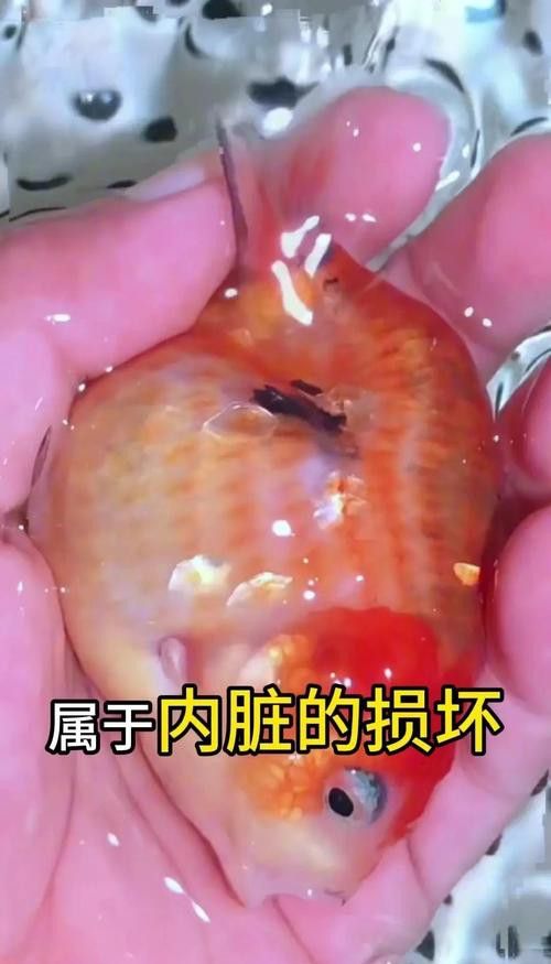 金龍魚頭朝下飄著怎么回事
