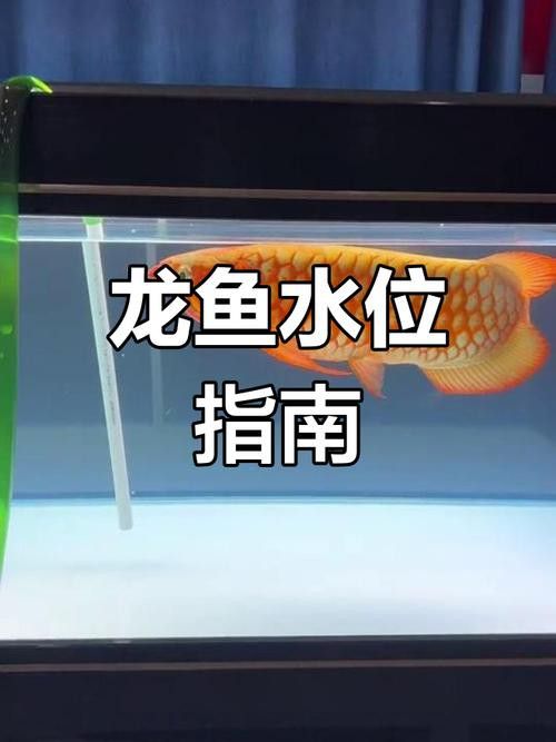 金龍魚頭朝下飄著怎么回事