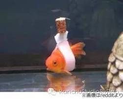 金龍魚頭朝下飄著怎么回事