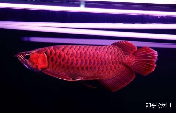 印尼賽級血艷紅龍魚