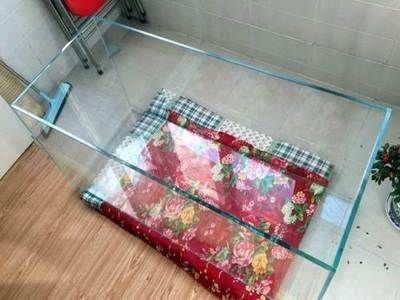 50寬的魚缸是否可以養(yǎng)金龍魚（50cm寬的魚缸可以養(yǎng)金龍魚嗎360問答）