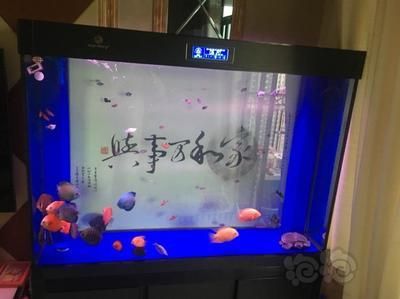 50寬的魚缸是否可以養(yǎng)金龍魚（50cm寬的魚缸可以養(yǎng)金龍魚嗎360問答）