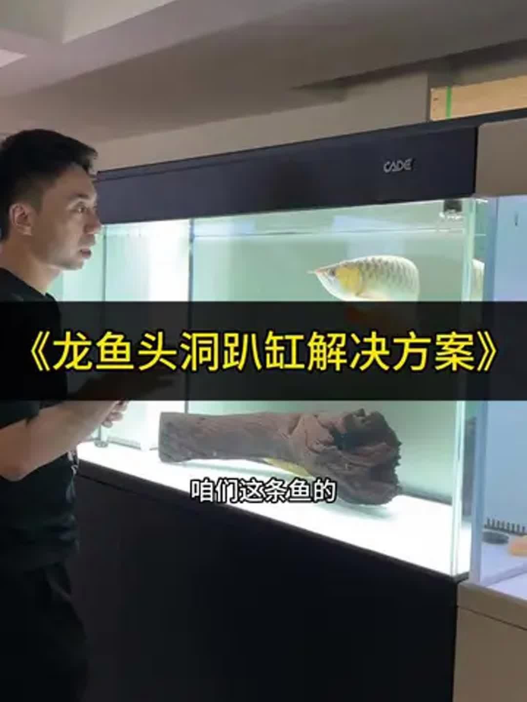 龍魚趴缸怎么解決