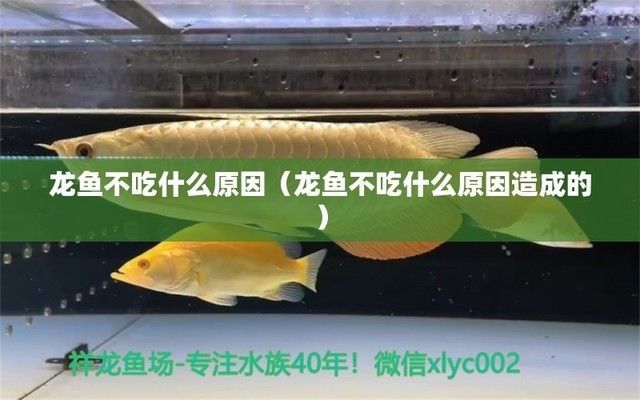 龍魚 發色：為什么龍魚不吃某些食物