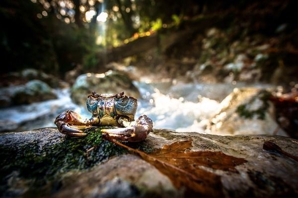 龍魚鱗上面有小白點是什么：龍魚鱗片上出現小白點可能由多種原因引起，如何處理