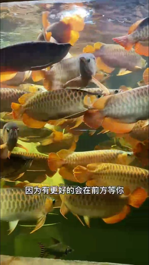 紅龍魚吃什么魚：紅龍魚在飼養過程中應該投喂這些活餌來滿足它們的食性需求