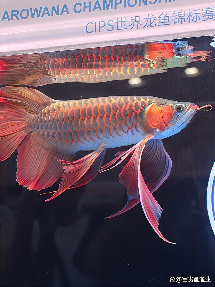 龍魚缸正確擺放圖片 龍魚缸正確擺放圖片 龍魚百科 第27張