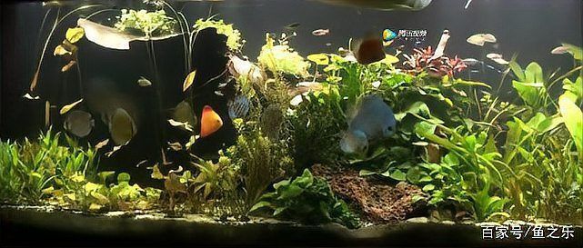 龍魚缸正確擺放圖片 龍魚缸正確擺放圖片 龍魚百科 第31張