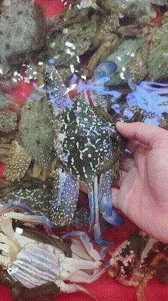 防城港金龍魚批發市場在哪里啊多少錢