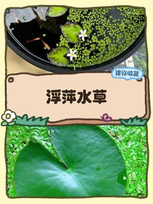 推薦一些適合新手的水草品種