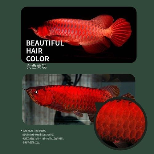 龍魚哪里買