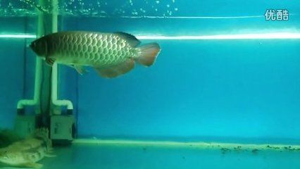 金龍魚吃黃鱔嗎會死嗎：金龍魚吃黃鱔不會導致死亡，但喂食時需要注意一些事項