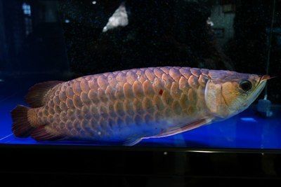 金龍魚吃黃鱔嗎會死嗎：金龍魚吃黃鱔不會導致死亡，但喂食時需要注意一些事項