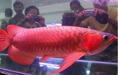 觀賞紅龍魚(yú)價(jià)格表：紅龍魚(yú)的價(jià)格是多少？