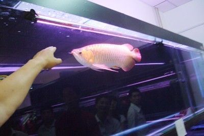 觀賞紅龍魚(yú)價(jià)格表：紅龍魚(yú)的價(jià)格是多少？