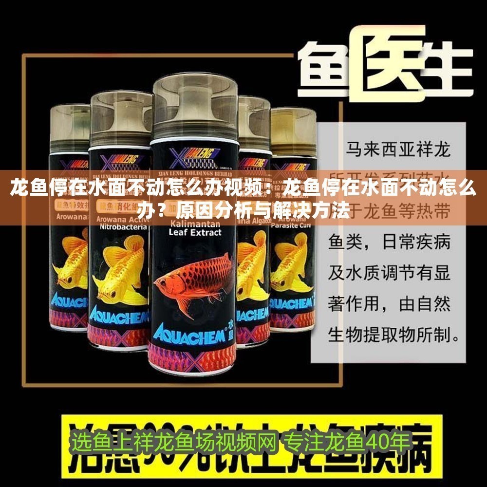 龍魚停在水面不動怎么辦視頻：龍魚停在水面不動怎么辦？原因分析與解決方法