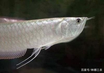 龍魚甩頭是內(nèi)寄還是外寄