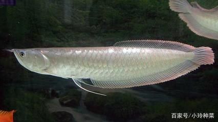 龍魚甩頭是內寄還是外寄