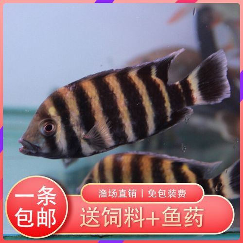 十間魚能和銀龍魚混養嗎圖片 十間魚能和銀龍魚混養嗎圖片 龍魚百科 第5張