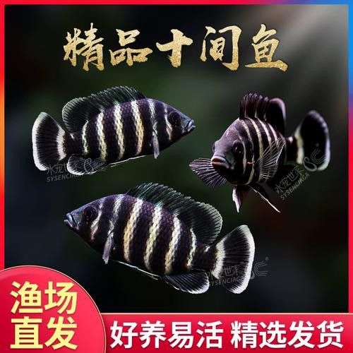 十間魚能和銀龍魚混養嗎圖片 十間魚能和銀龍魚混養嗎圖片 龍魚百科 第11張
