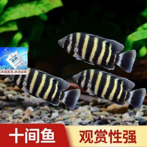 十間魚能和銀龍魚混養嗎圖片 十間魚能和銀龍魚混養嗎圖片 龍魚百科 第9張