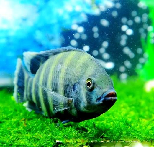 十間魚能和銀龍魚混養嗎圖片 十間魚能和銀龍魚混養嗎圖片 龍魚百科 第17張
