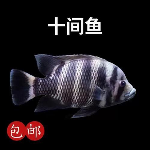十間魚能和銀龍魚混養嗎圖片 十間魚能和銀龍魚混養嗎圖片 龍魚百科 第21張