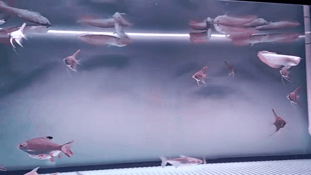 十間魚能和銀龍魚混養嗎圖片 十間魚能和銀龍魚混養嗎圖片 龍魚百科 第20張