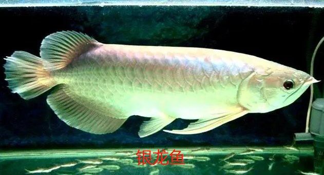 十間魚能和銀龍魚混養嗎圖片 十間魚能和銀龍魚混養嗎圖片 龍魚百科 第23張