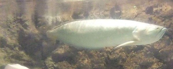 40厘米銀龍魚喂食量多少合適：40厘米的銀龍魚喂食量需要根據其體重和活動量來決定