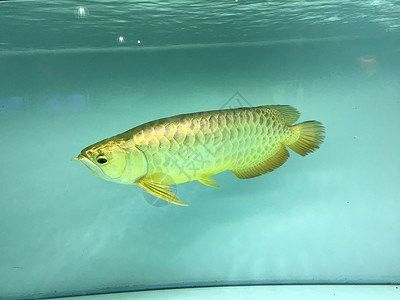 金龍魚大概多少錢一條圖片大全集