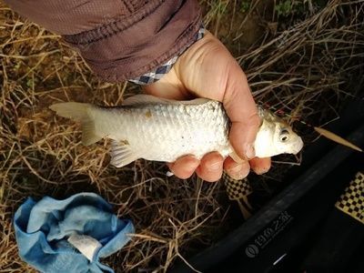 金龍魚30公分長到50公分多長時(shí)間了（金龍魚從20公分長到30公分需要的時(shí)間大約是4個(gè)月不等）