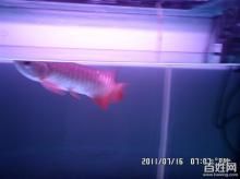 金龍魚30公分長到50公分多長時(shí)間了（金龍魚從20公分長到30公分需要的時(shí)間大約是4個(gè)月不等）