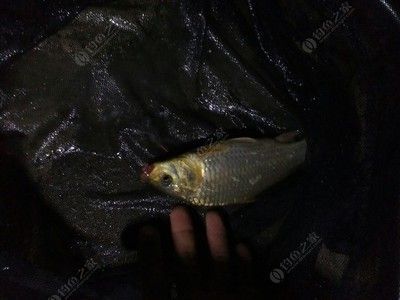 金龍魚30公分長到50公分多長時(shí)間了（金龍魚從20公分長到30公分需要的時(shí)間大約是4個(gè)月不等）