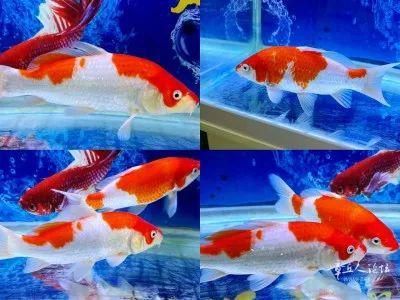 金龍魚30公分長到50公分多長時(shí)間了（金龍魚從20公分長到30公分需要的時(shí)間大約是4個(gè)月不等）