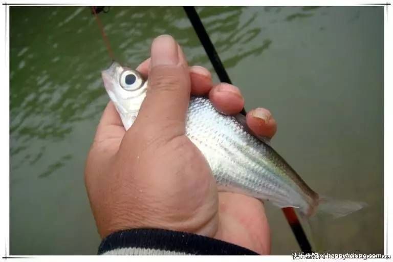 金龍魚30公分長到50公分多長時(shí)間了（金龍魚從20公分長到30公分需要的時(shí)間大約是4個(gè)月不等）