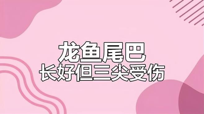 龍魚咬傷后如何正確消毒傷口？