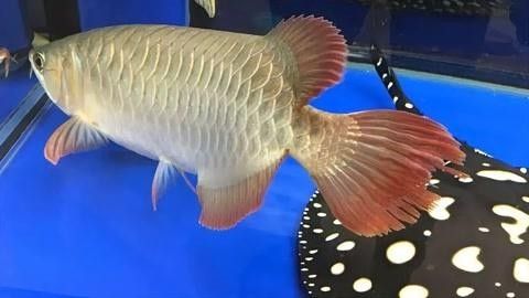 龍魚咬傷后如何正確消毒傷口？