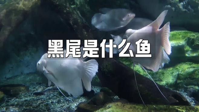 金龍魚尾巴有點黑色是什么魚