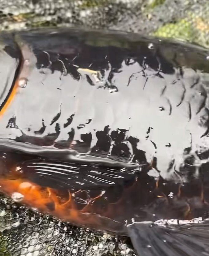 金龍魚尾巴有點黑色是什么魚
