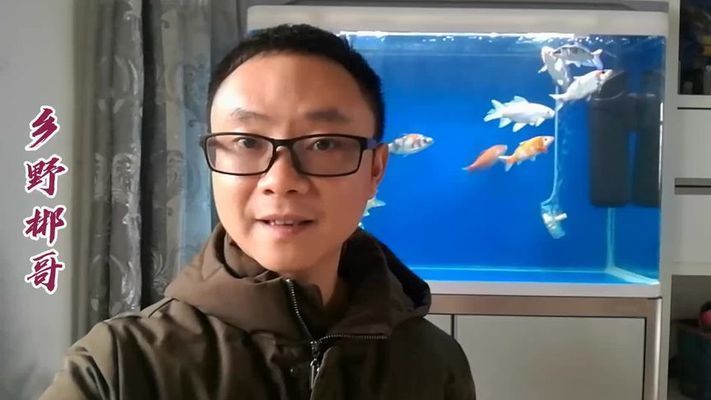 龍魚一直在水面飄著不游動怎么回事：龍魚一直浮在水面不游動怎么辦
