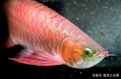 將軍紅龍魚有什么特點(diǎn)（紅龍魚的特點(diǎn)）