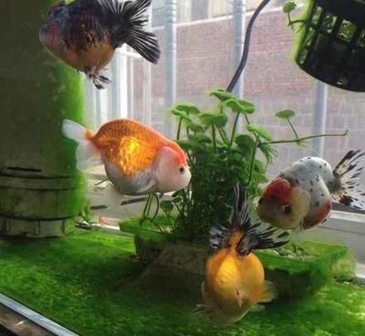 細線銀板魚苗疾病預防措施：細線銀板魚苗水溫控制技巧,細線銀板魚苗光照管理方法